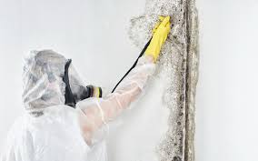 Best Commercial Mold Inspection  in Kitty Hawk, NC